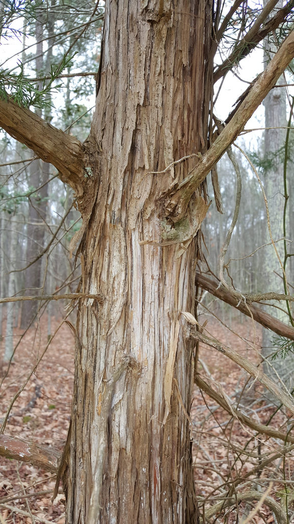 Eastern Red Cedar, locally sourced cedar